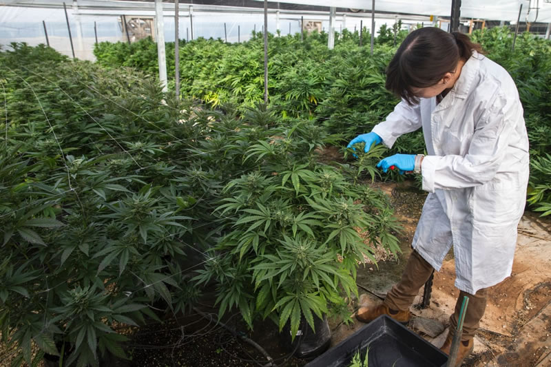 especialista cultivando cannabis