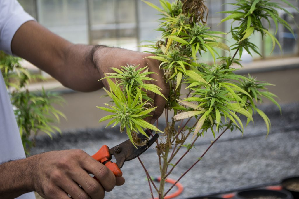 Como trabalhar com maconha? ADWA Cannabis Como trabalhar com maconha? ADWA Cannabis